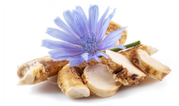 Chicory Root